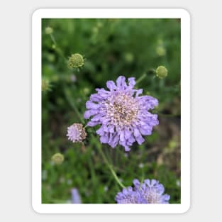 Purple Wispy Flower Photographic Image Sticker